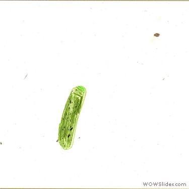 Valentin (8 Jahre) 'Gurke Nr. 42' von Erwin Wurm
